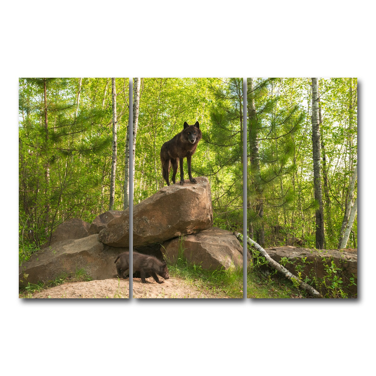 AUTO-MOCKUP WHITE | Black Wolf on Den | 3 Piece | Gallery Wrap Canvas | group=12x24