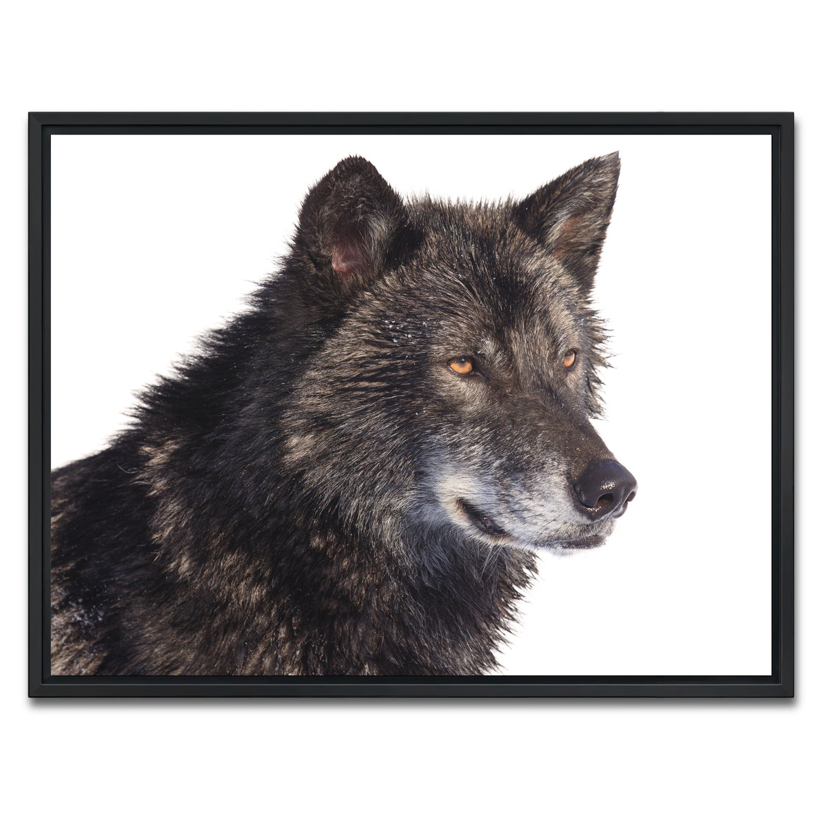 AUTO-MOCKUP WHITE | Black wolf side portrait | 1 Piece | Black Framed Canvas | group=4x3