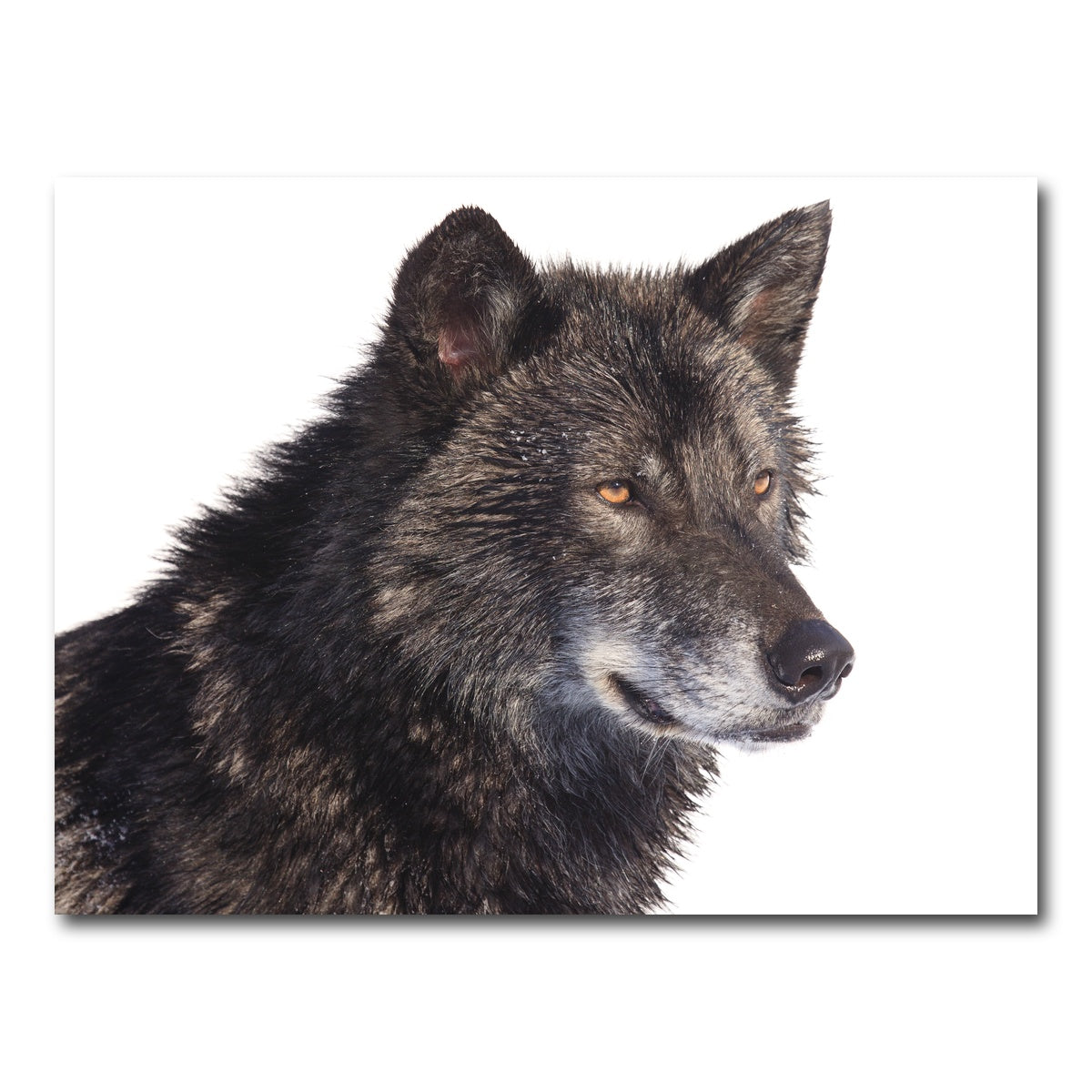 AUTO-MOCKUP WHITE | Black wolf side portrait | 1 Piece | Gallery Wrap Canvas | group=4x3