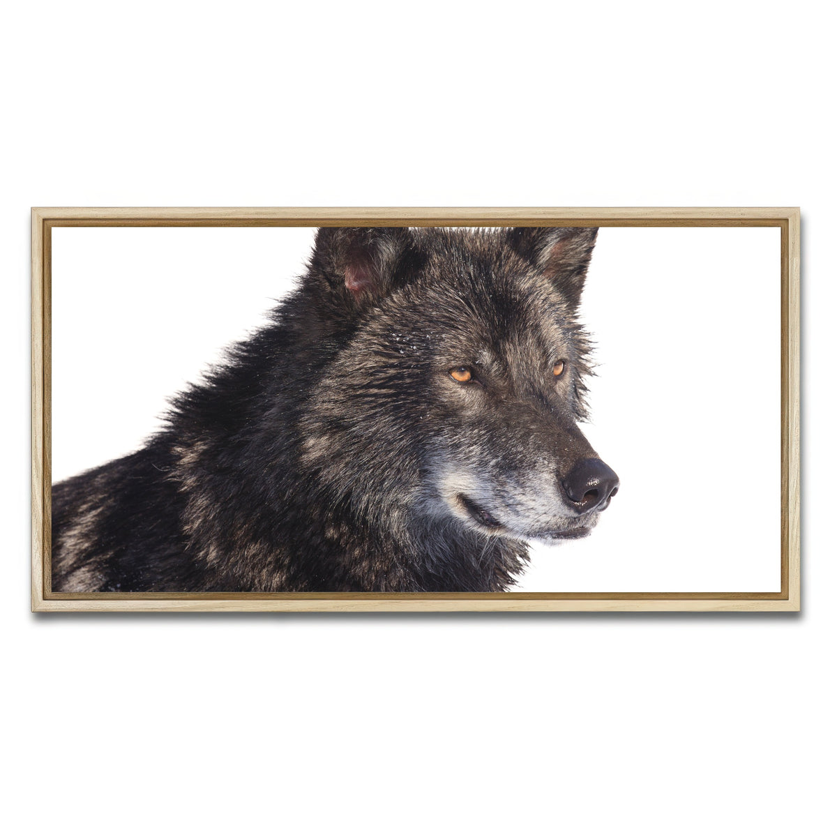 AUTO-MOCKUP WHITE | Black wolf side portrait | 1 Piece | Natural Framed Canvas | group=2x1