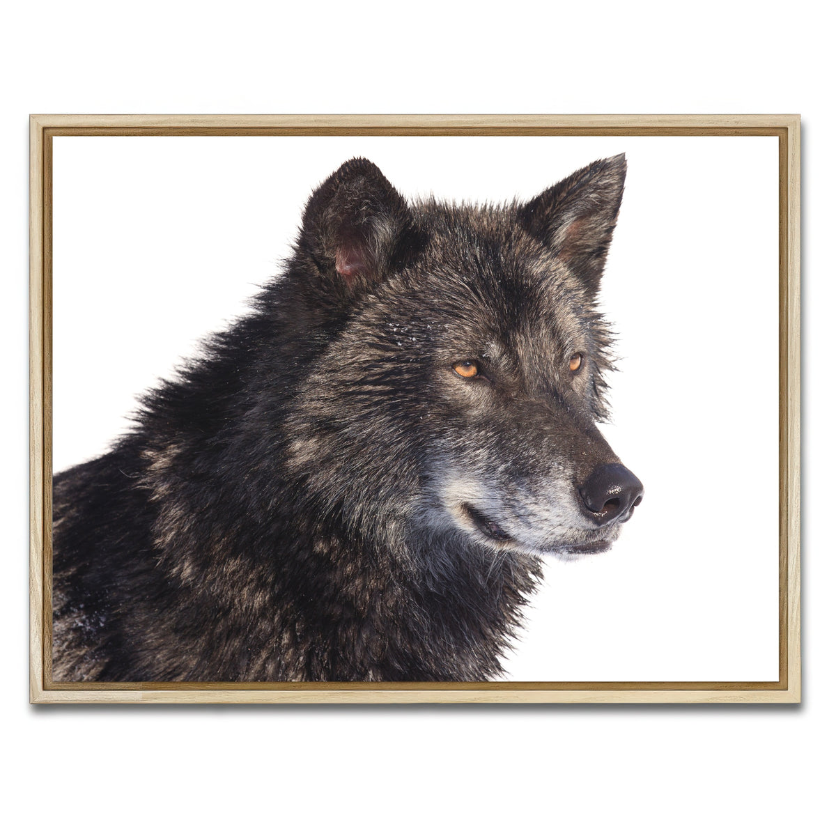 AUTO-MOCKUP WHITE | Black wolf side portrait | 1 Piece | Natural Framed Canvas | group=4x3