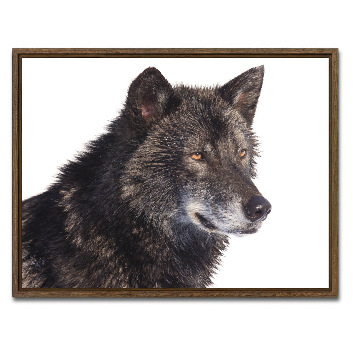 AUTO-MOCKUP WHITE | Black wolf side portrait | 1 Piece | Walnut Framed Canvas | group=4x3