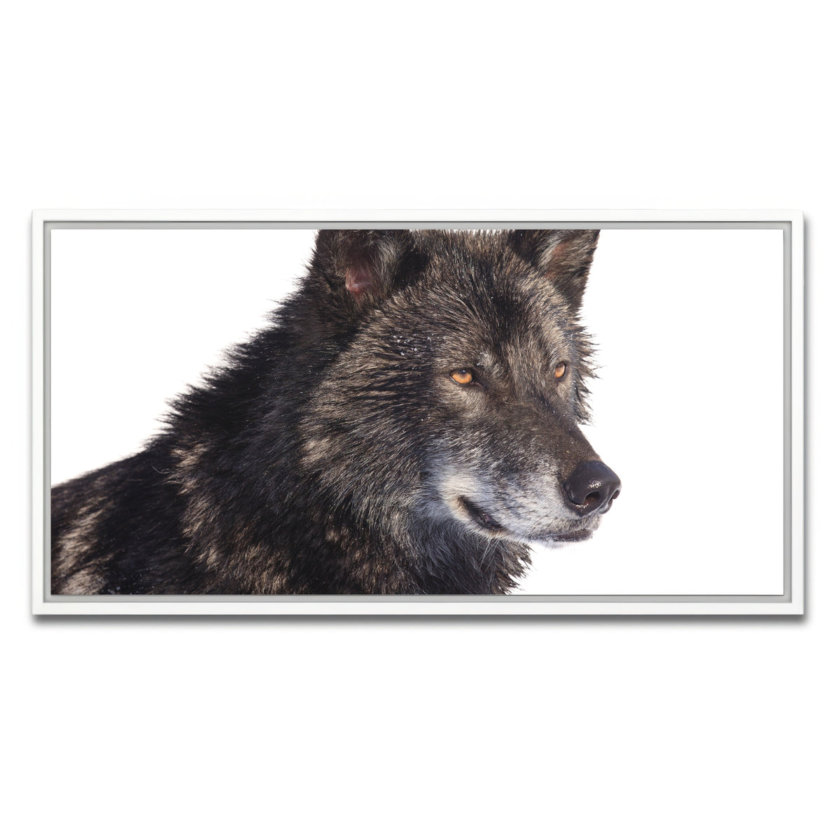 AUTO-MOCKUP WHITE | Black wolf side portrait | 1 Piece | White Framed Canvas | group=2x1