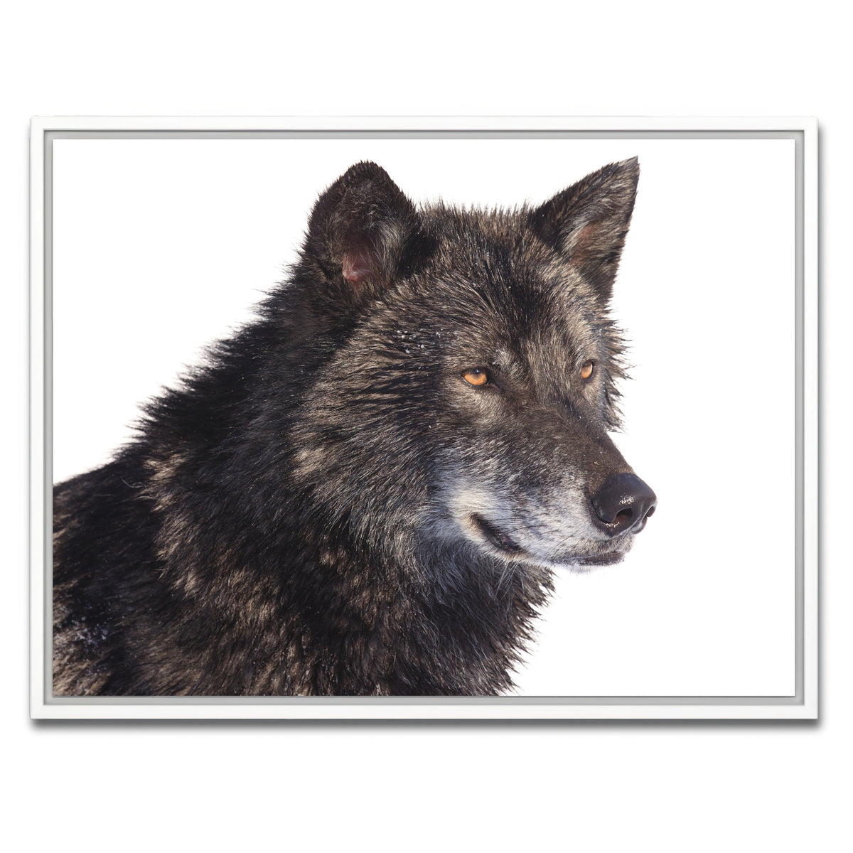AUTO-MOCKUP WHITE | Black wolf side portrait | 1 Piece | White Framed Canvas | group=4x3