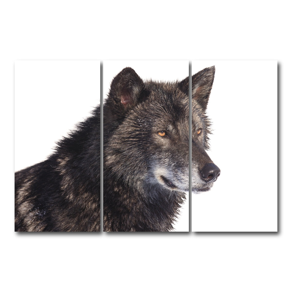 AUTO-MOCKUP WHITE | Black wolf side portrait | 3 Piece | Gallery Wrap Canvas | group=12x24