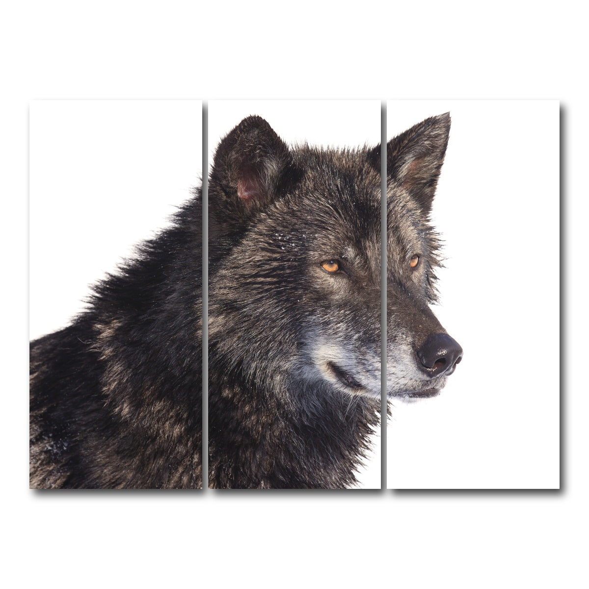 AUTO-MOCKUP WHITE | Black wolf side portrait | 3 Piece | Gallery Wrap Canvas | group=8x18