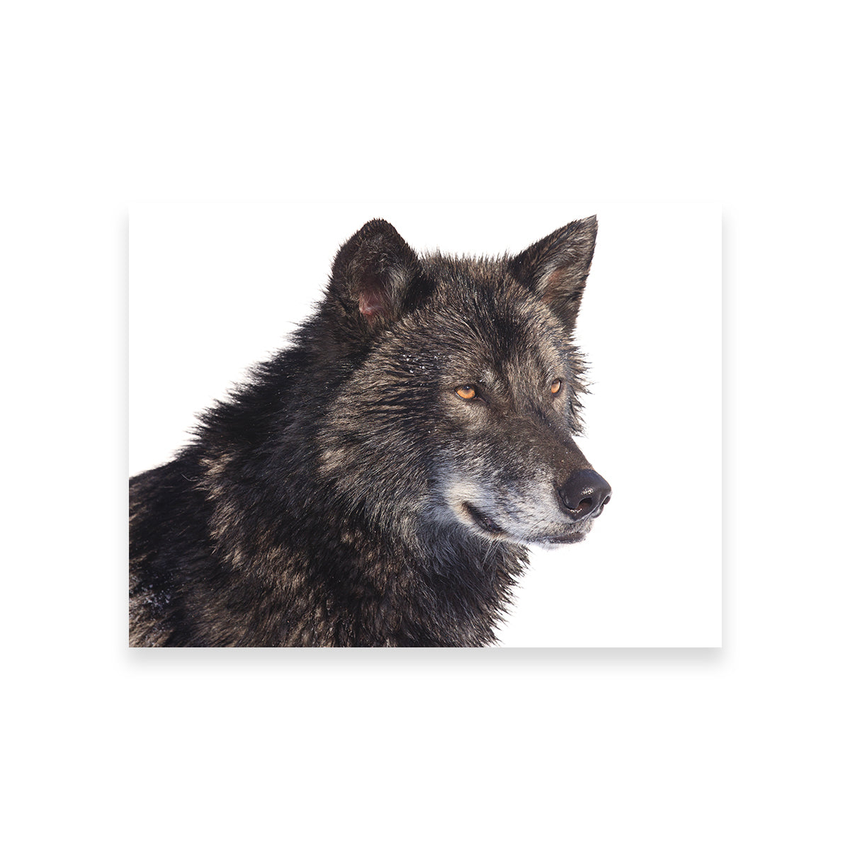 Black Wolf Side Portrait Wall Art