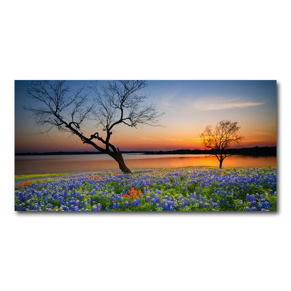 AUTO-MOCKUP WHITE | Blooming bluebonnet wildflower field | 1 Piece | Gallery Wrap Canvas | group=2x1