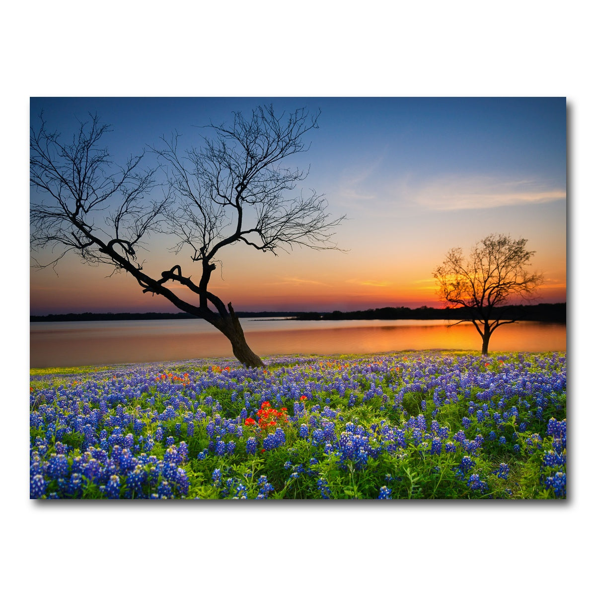 AUTO-MOCKUP WHITE | Blooming bluebonnet wildflower field | 1 Piece | Gallery Wrap Canvas | group=4x3