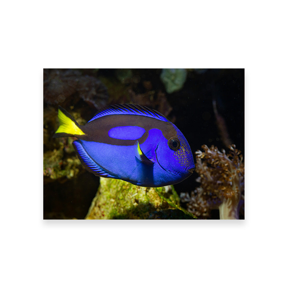 Blue Tang Wall Art