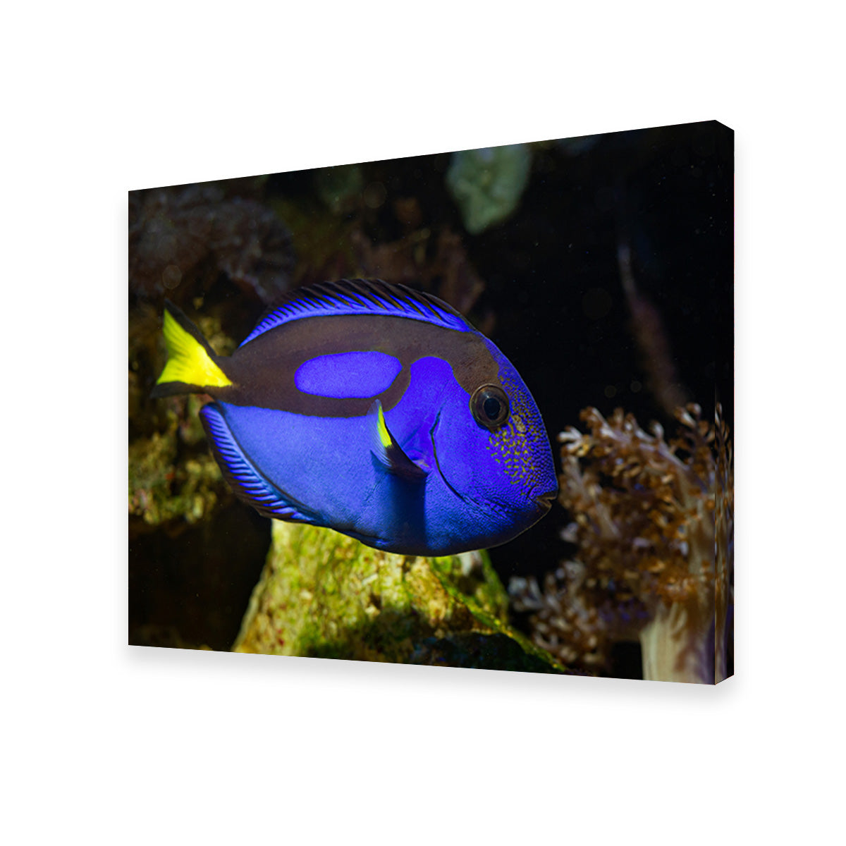 Blue Tang Wall Art
