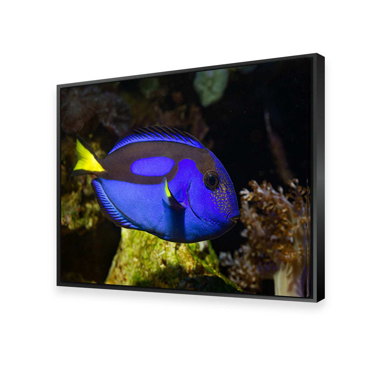 Blue Tang Wall Art