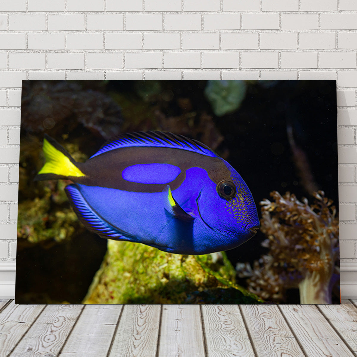 Blue Tang Wall Art