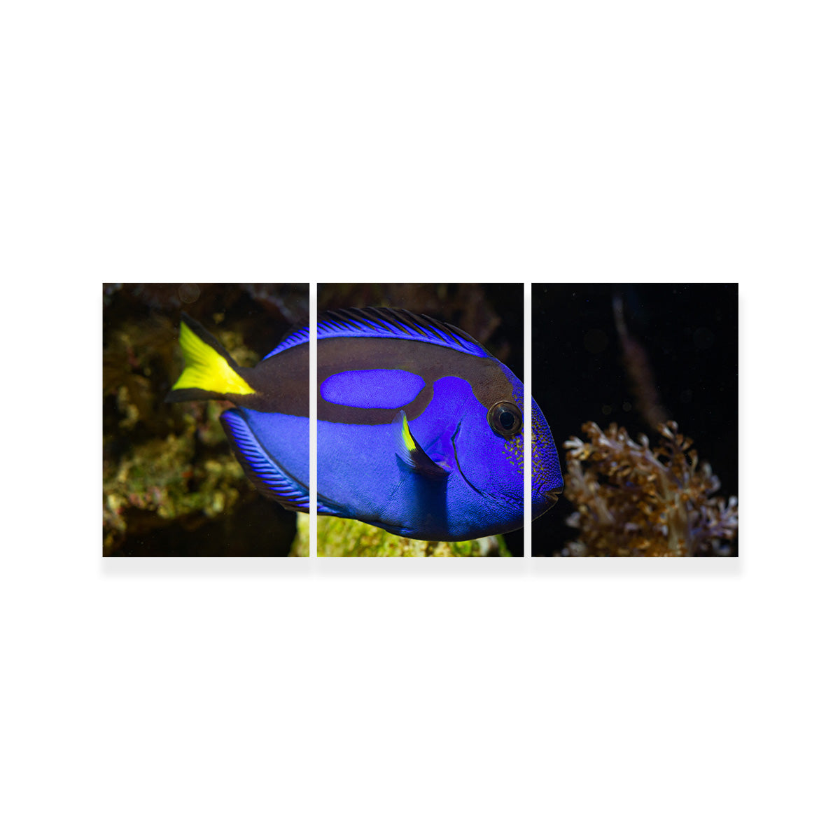 Blue Tang Wall Art