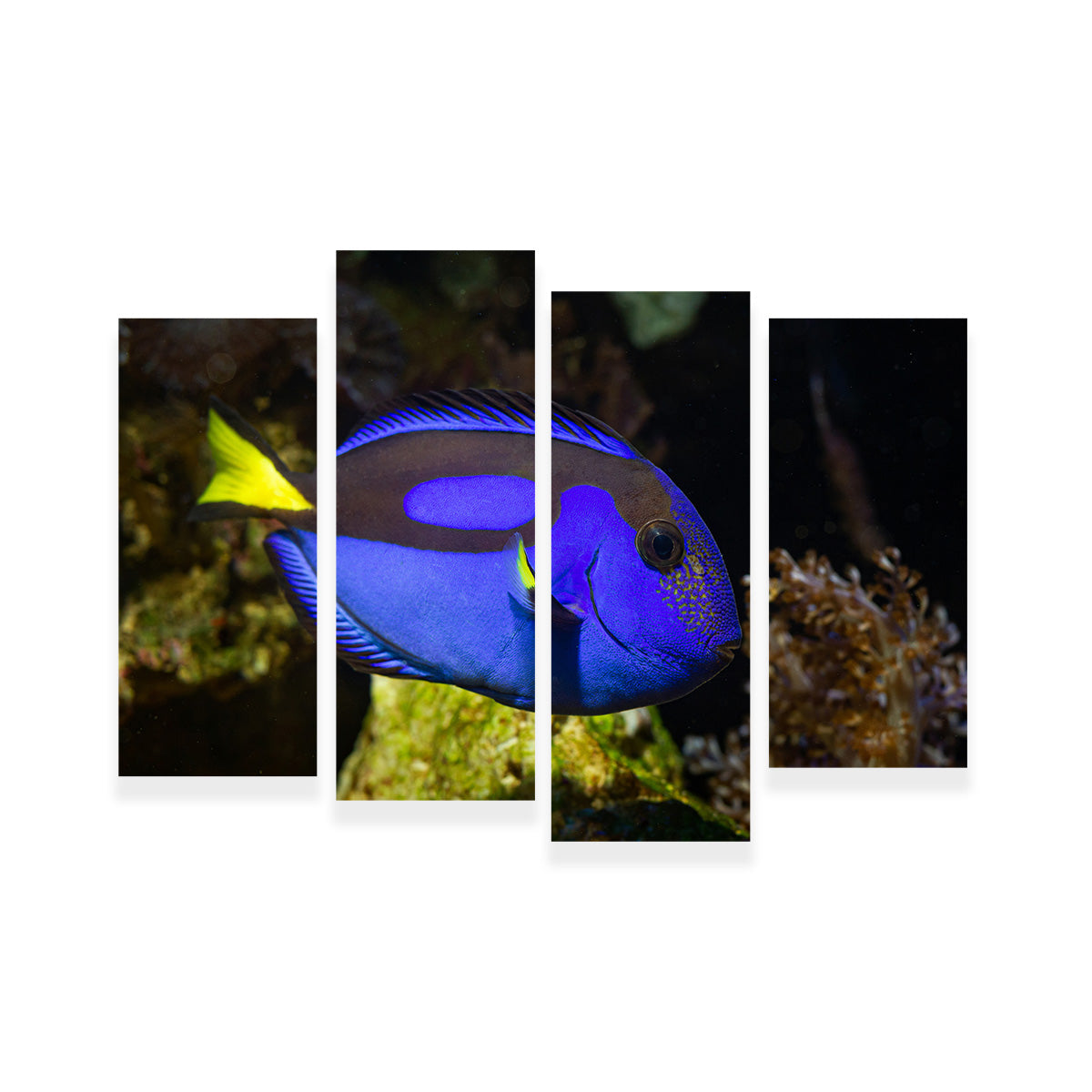 Blue Tang Wall Art