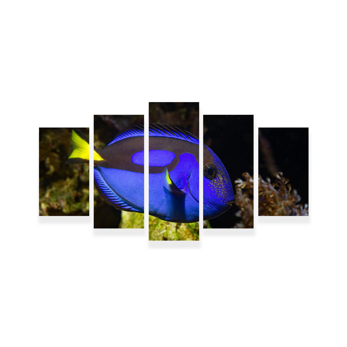 Blue Tang Wall Art