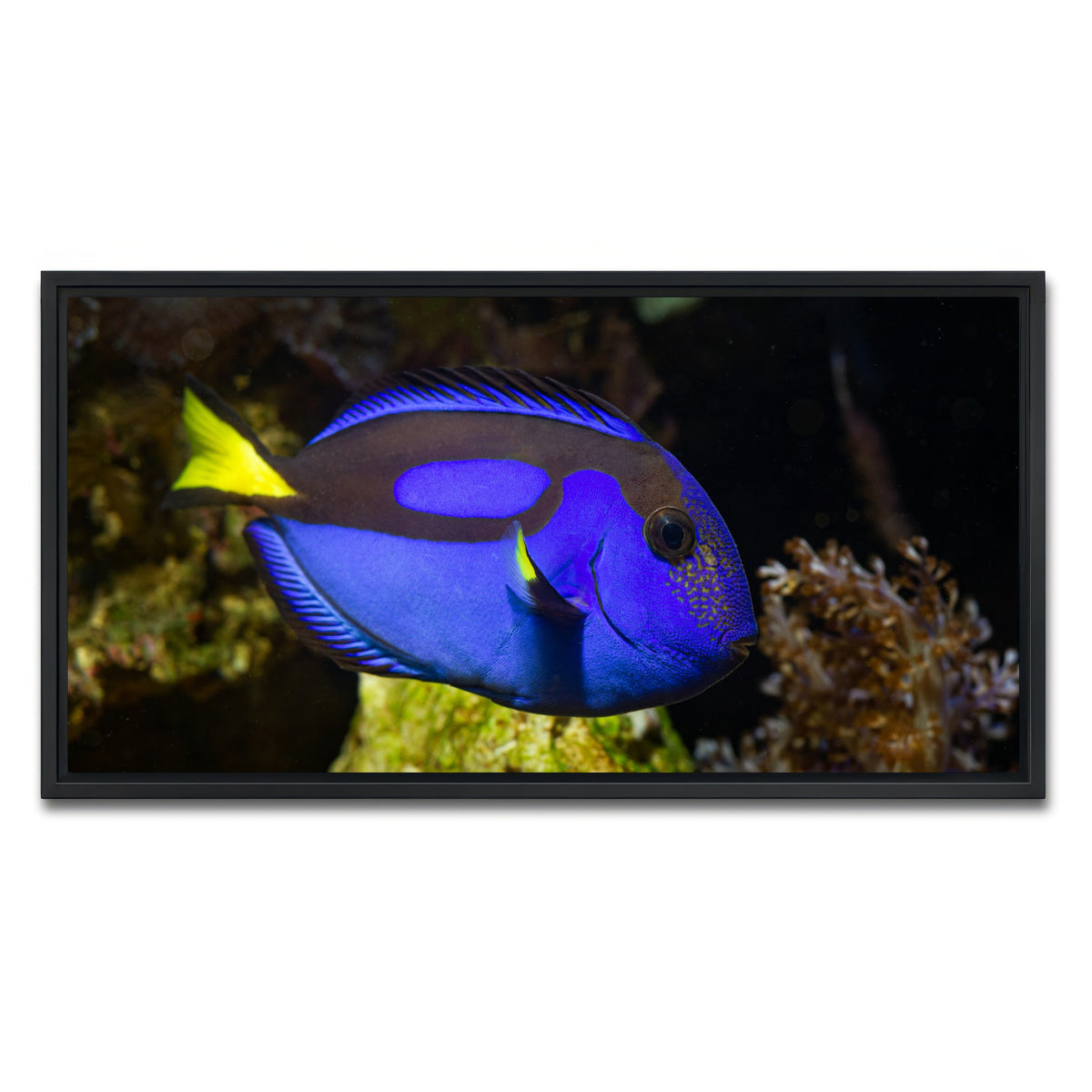 AUTO-MOCKUP WHITE | Blue Tang | 1 Piece | Black Framed Canvas | group=2x1
