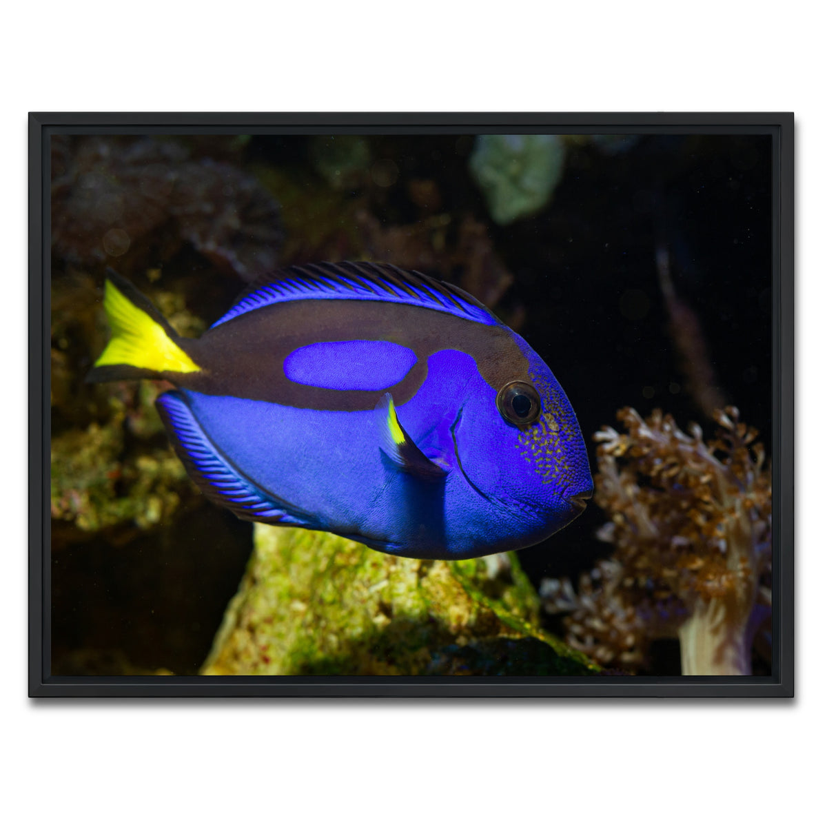 AUTO-MOCKUP WHITE | Blue Tang | 1 Piece | Black Framed Canvas | group=4x3