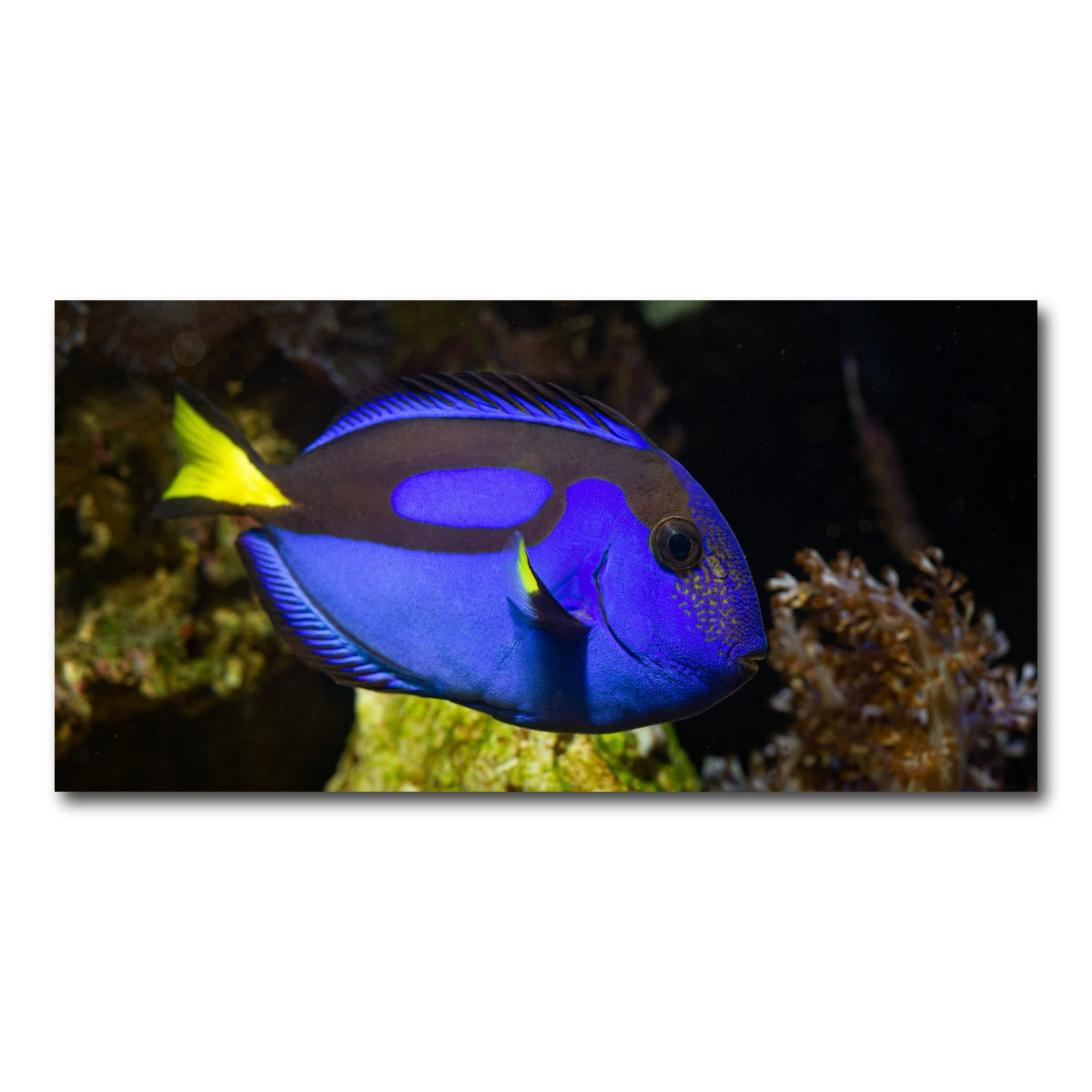 AUTO-MOCKUP WHITE | Blue Tang | 1 Piece | Gallery Wrap Canvas | group=2x1