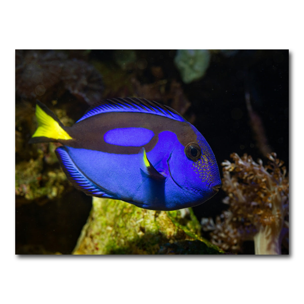 AUTO-MOCKUP WHITE | Blue Tang | 1 Piece | Gallery Wrap Canvas | group=4x3