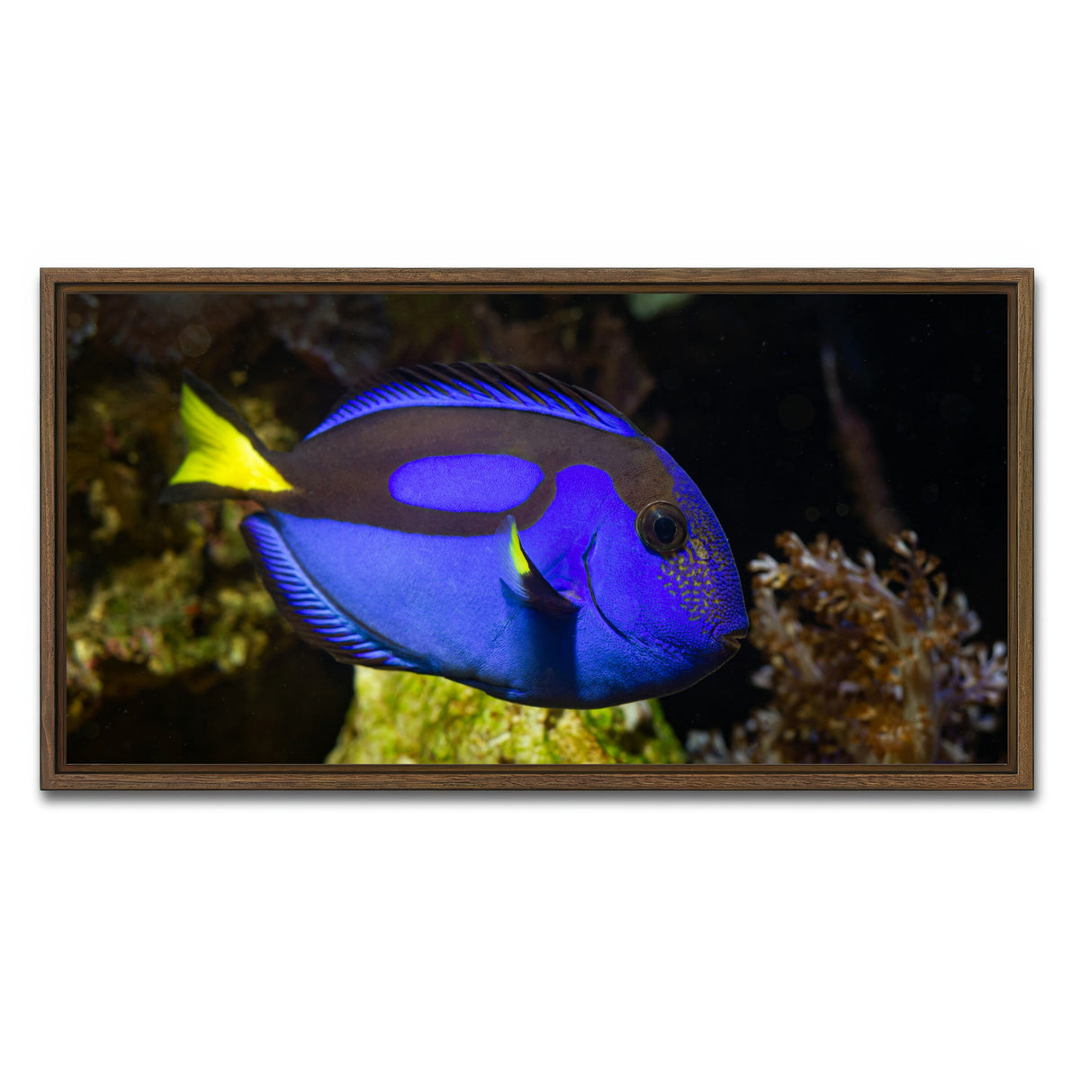 AUTO-MOCKUP WHITE | Blue Tang | 1 Piece | Walnut Framed Canvas | group=2x1