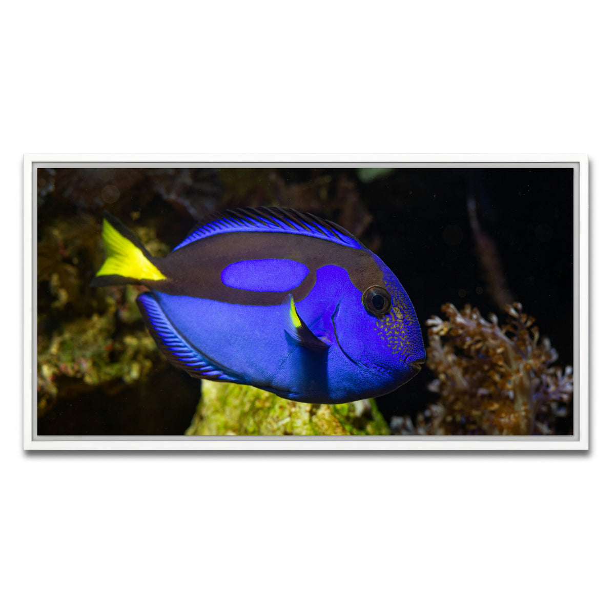 AUTO-MOCKUP WHITE | Blue Tang | 1 Piece | White Framed Canvas | group=2x1