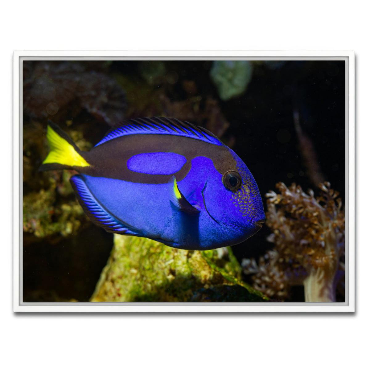 AUTO-MOCKUP WHITE | Blue Tang | 1 Piece | White Framed Canvas | group=4x3