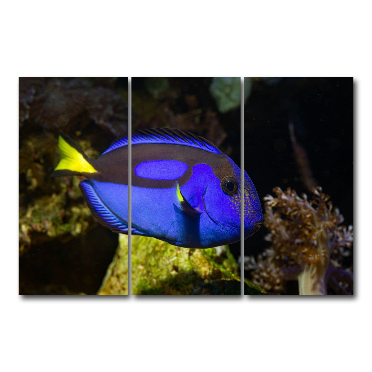 AUTO-MOCKUP WHITE | Blue Tang | 3 Piece | Gallery Wrap Canvas | group=12x24