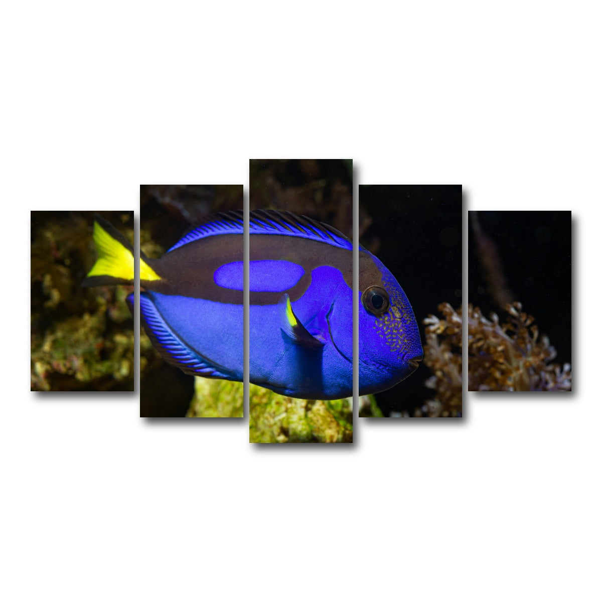 AUTO-MOCKUP WHITE | Blue Tang | 5 Piece | Gallery Wrap Canvas | group=5_normal