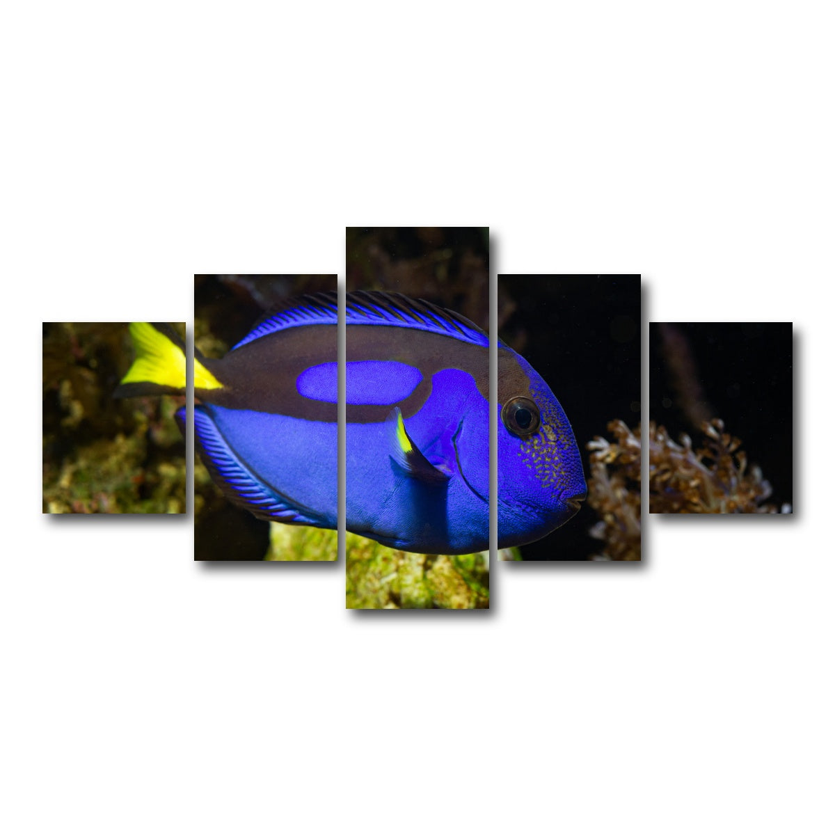 AUTO-MOCKUP WHITE | Blue Tang | 5 Piece | Gallery Wrap Canvas | group=5_short