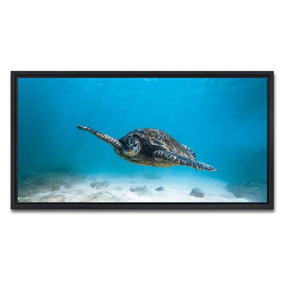 AUTO-MOCKUP WHITE | Blue Turtle | 1 Piece | Black Framed Canvas | group=2x1