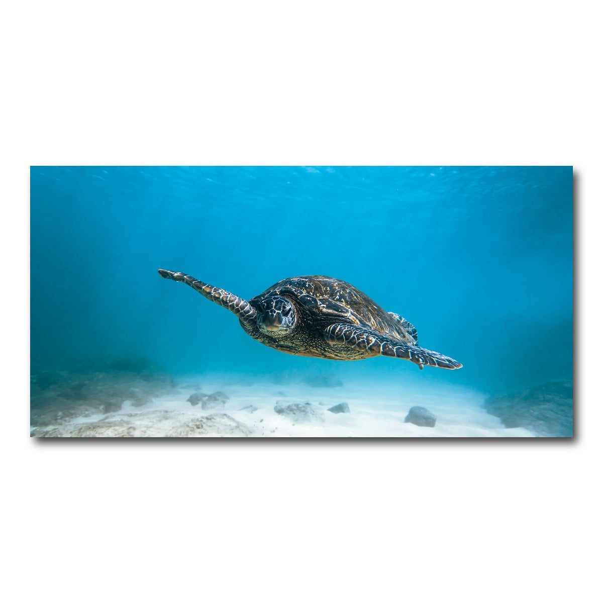 AUTO-MOCKUP WHITE | Blue Turtle | 1 Piece | Gallery Wrap Canvas | group=2x1
