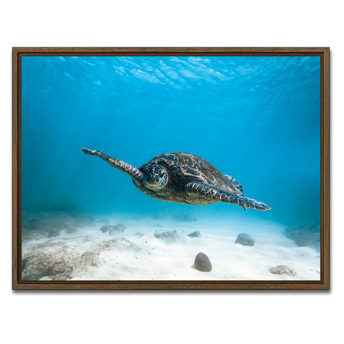 AUTO-MOCKUP WHITE | Blue Turtle | 1 Piece | Walnut Framed Canvas | group=4x3
