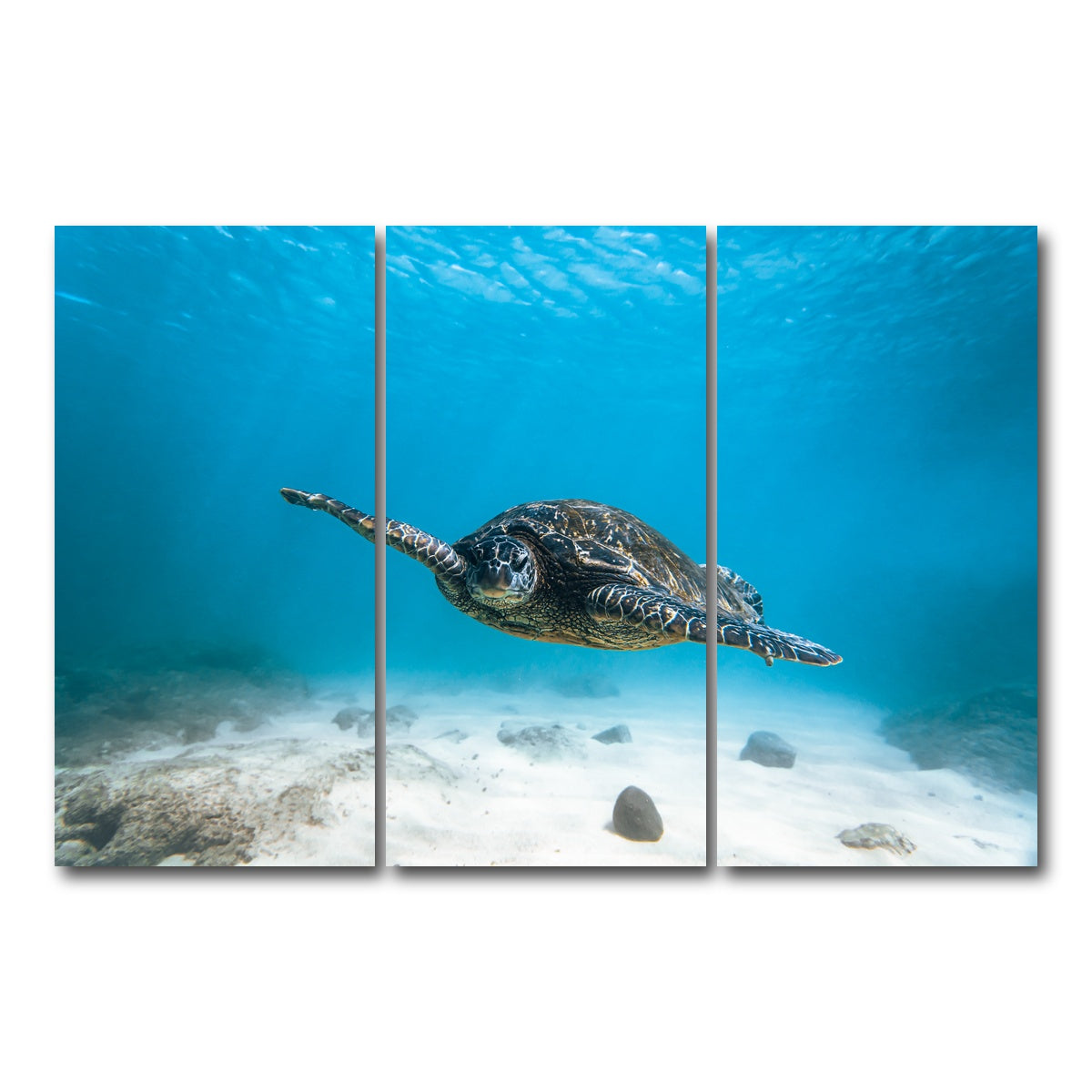 AUTO-MOCKUP WHITE | Blue Turtle | 3 Piece | Gallery Wrap Canvas | group=12x24