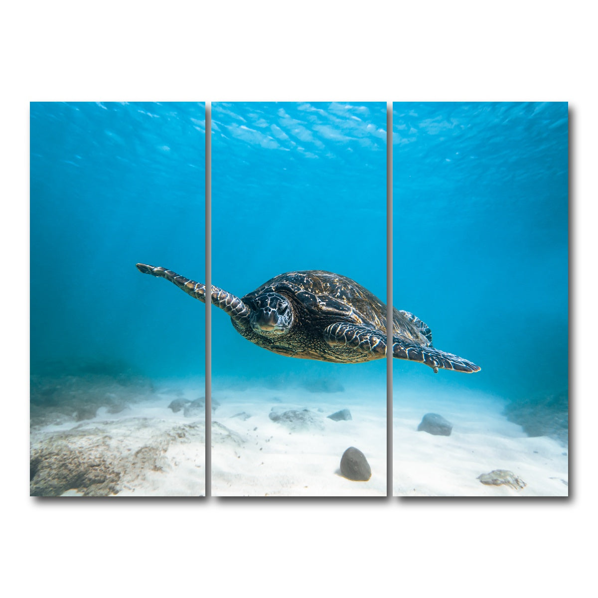 AUTO-MOCKUP WHITE | Blue Turtle | 3 Piece | Gallery Wrap Canvas | group=8x18