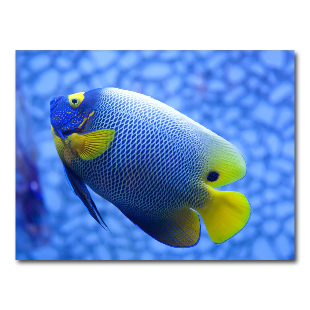 AUTO-MOCKUP WHITE | Blue and yellow tropical fish | 1 Piece | Gallery Wrap Canvas | group=4x3