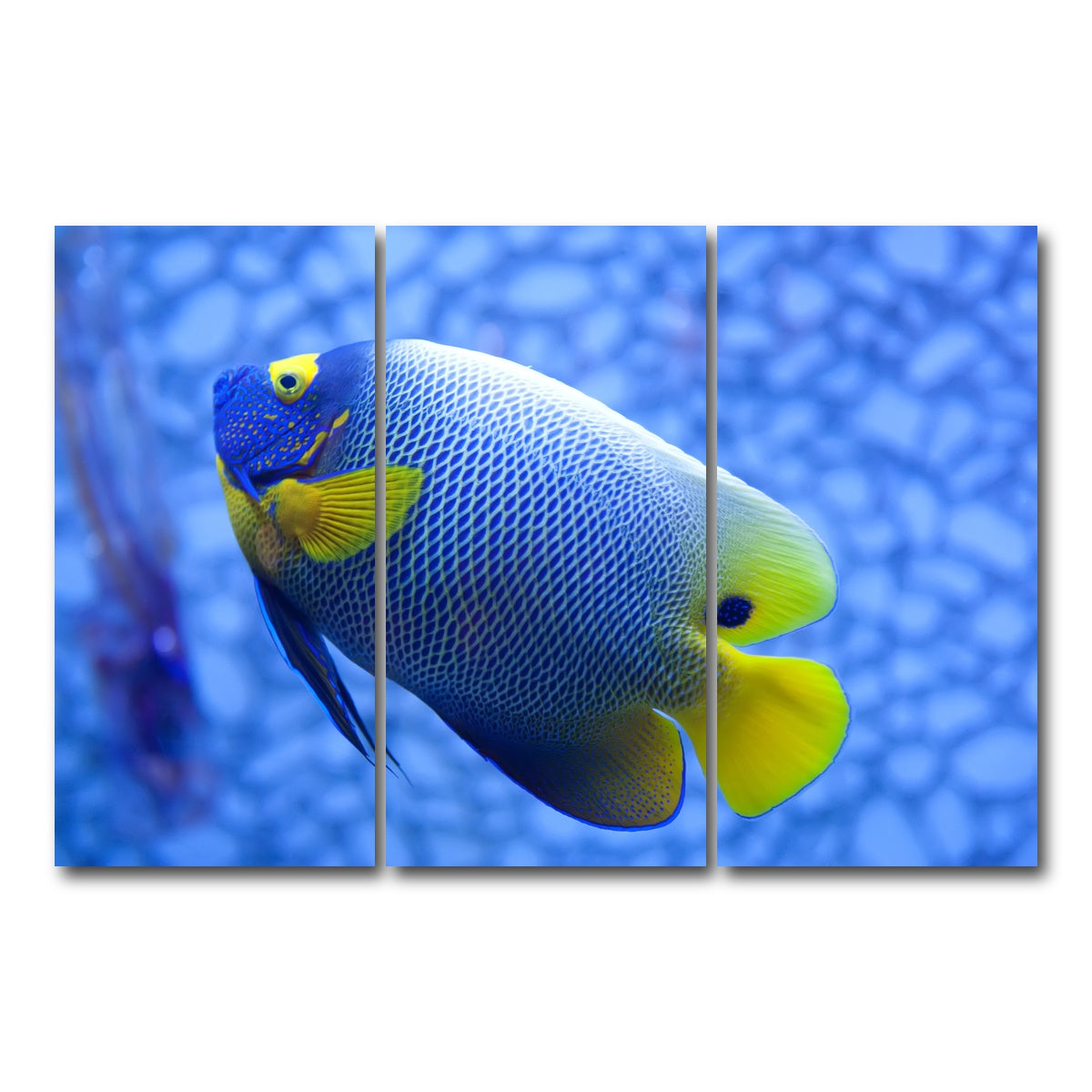 AUTO-MOCKUP WHITE | Blue and yellow tropical fish | 3 Piece | Gallery Wrap Canvas | group=12x24