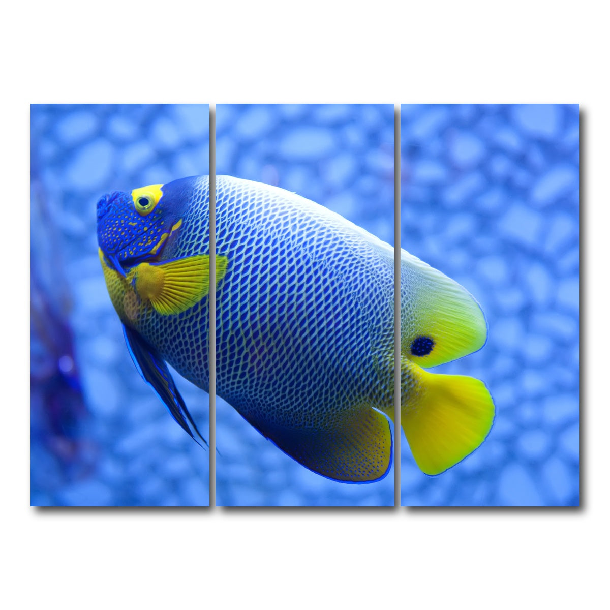 AUTO-MOCKUP WHITE | Blue and yellow tropical fish | 3 Piece | Gallery Wrap Canvas | group=8x18