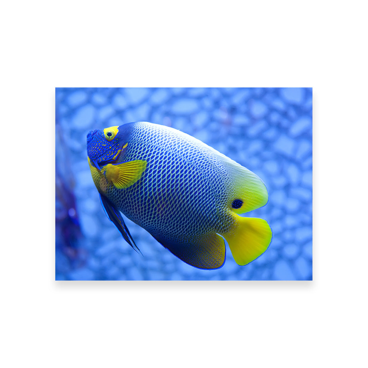 Blue and Yellow Tropical Fish Wall Art