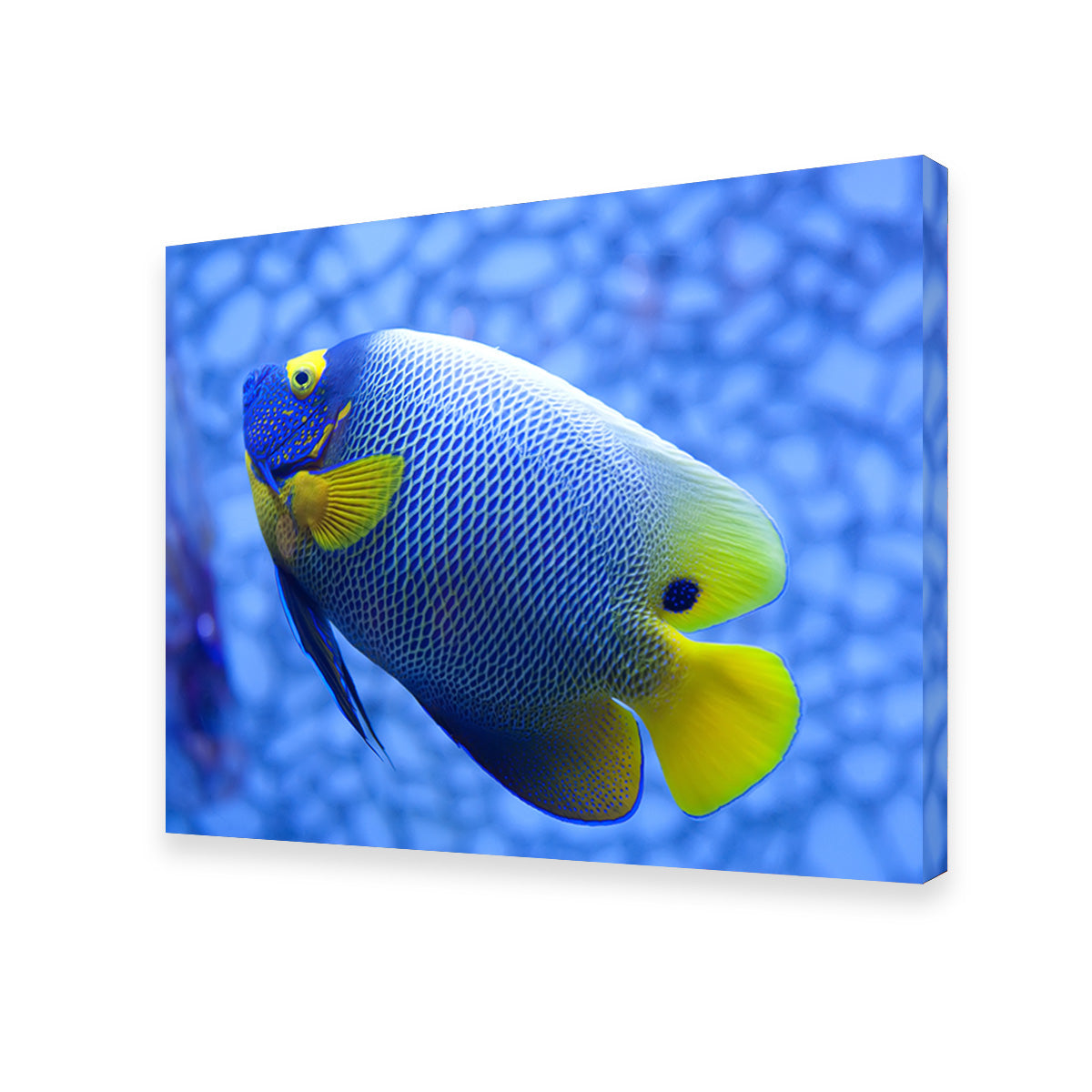 Blue and Yellow Tropical Fish Wall Art
