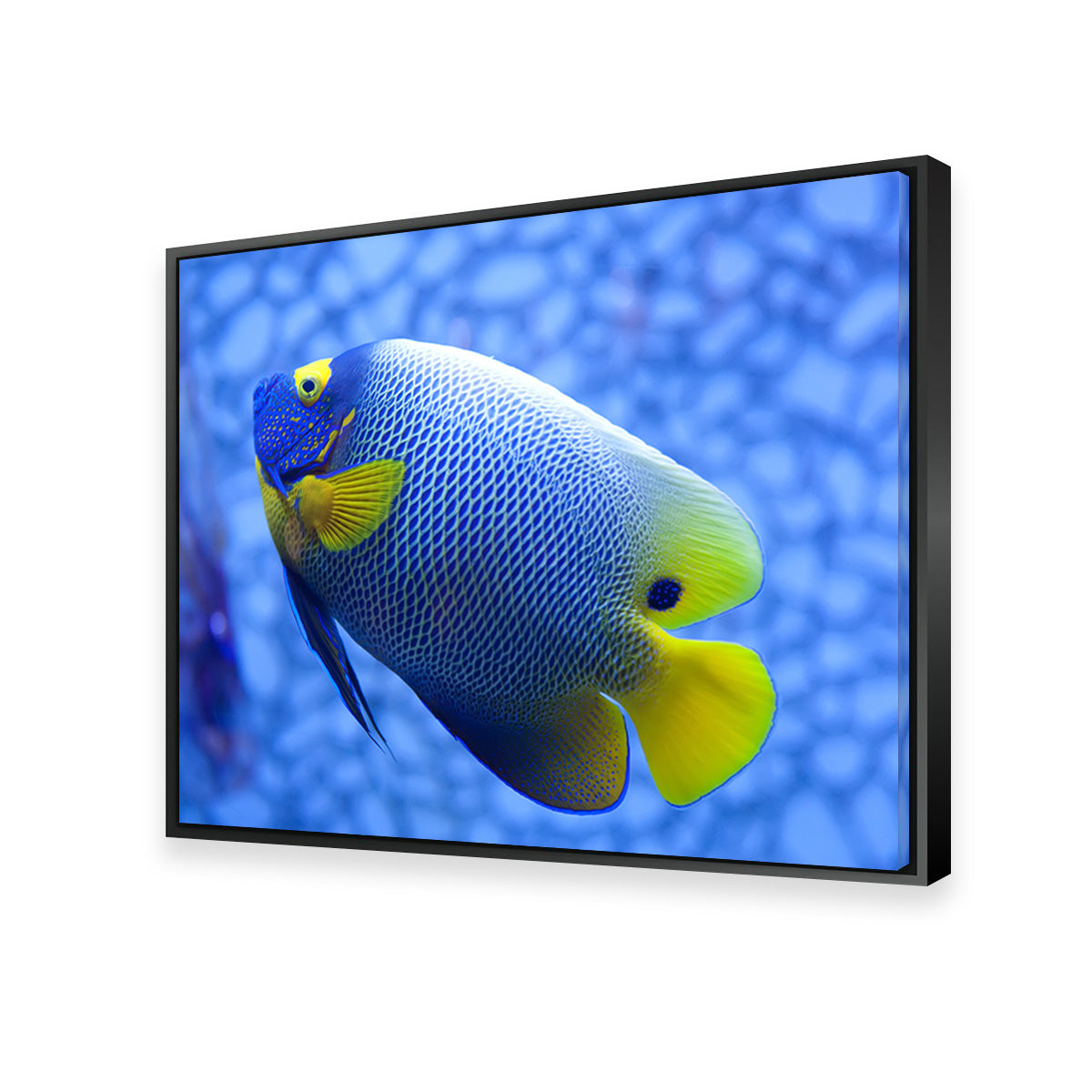 Blue and Yellow Tropical Fish Wall Art