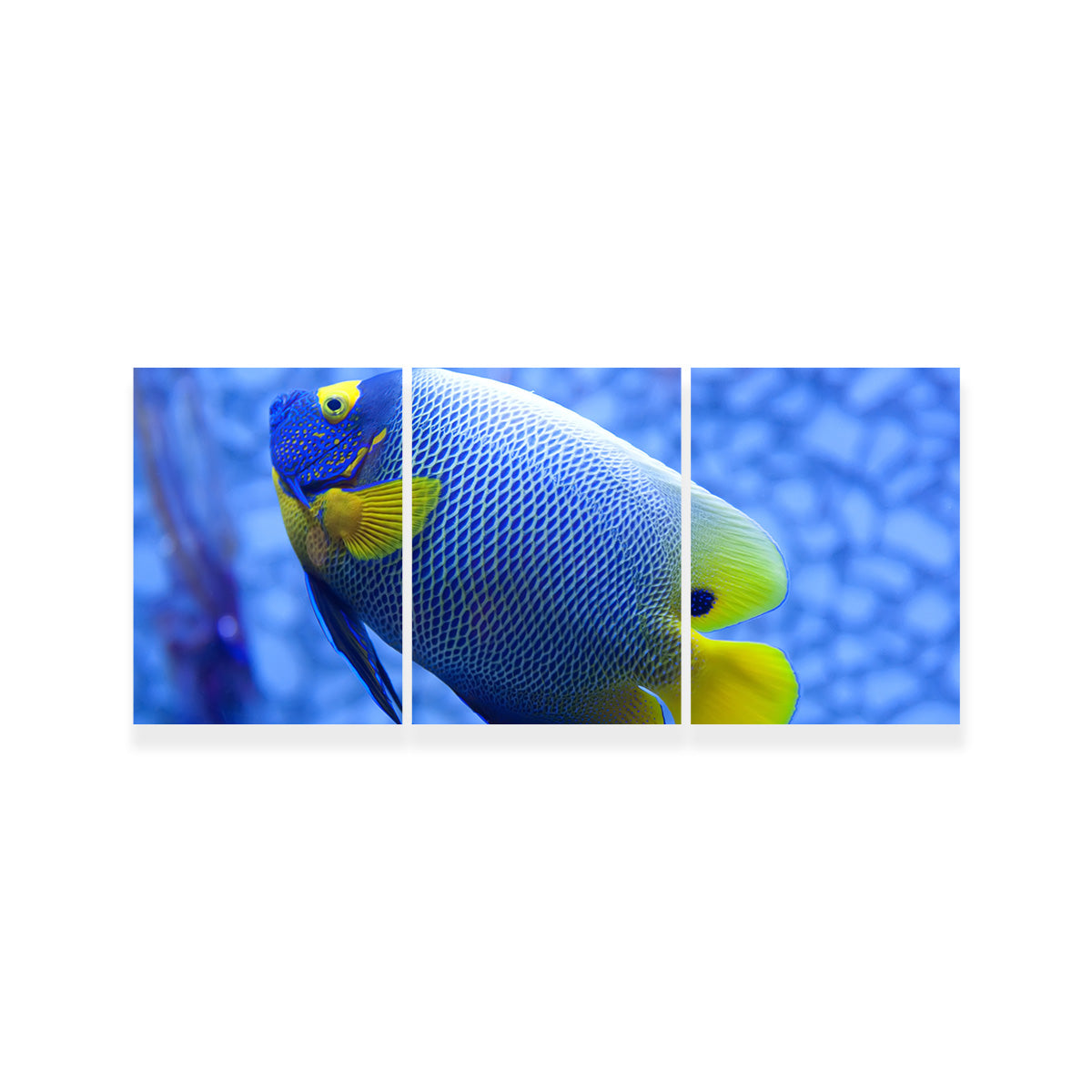 Blue and Yellow Tropical Fish Wall Art