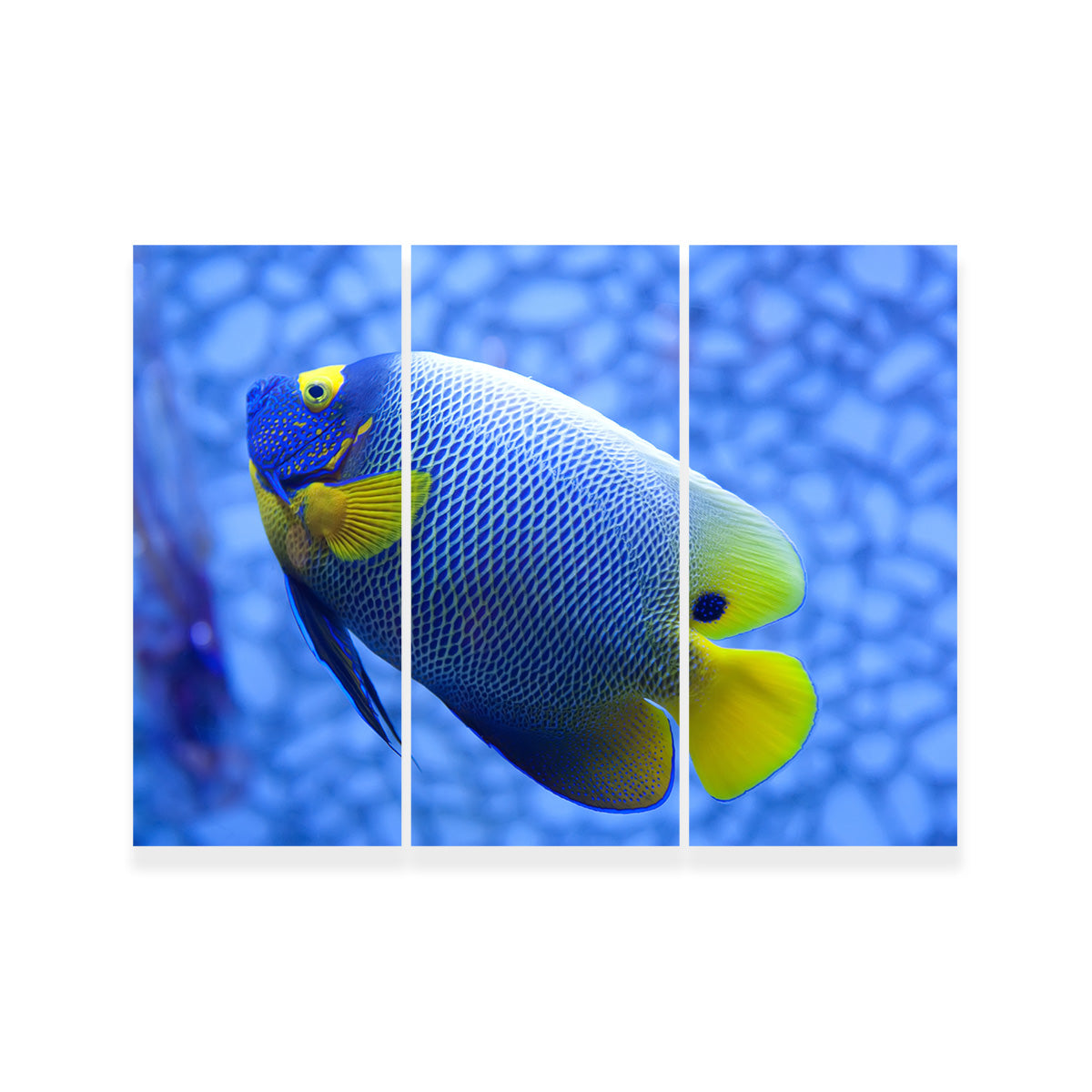 Blue and Yellow Tropical Fish Wall Art