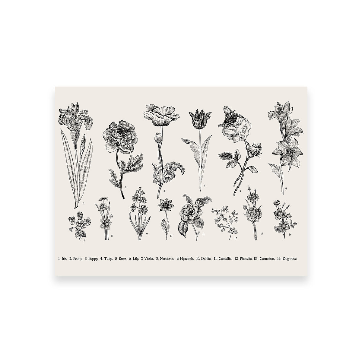 Botany Set Vintage Flowers Wall Art