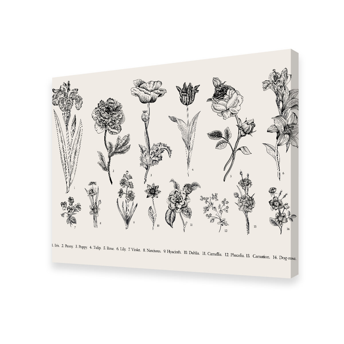 Botany Set Vintage Flowers Wall Art