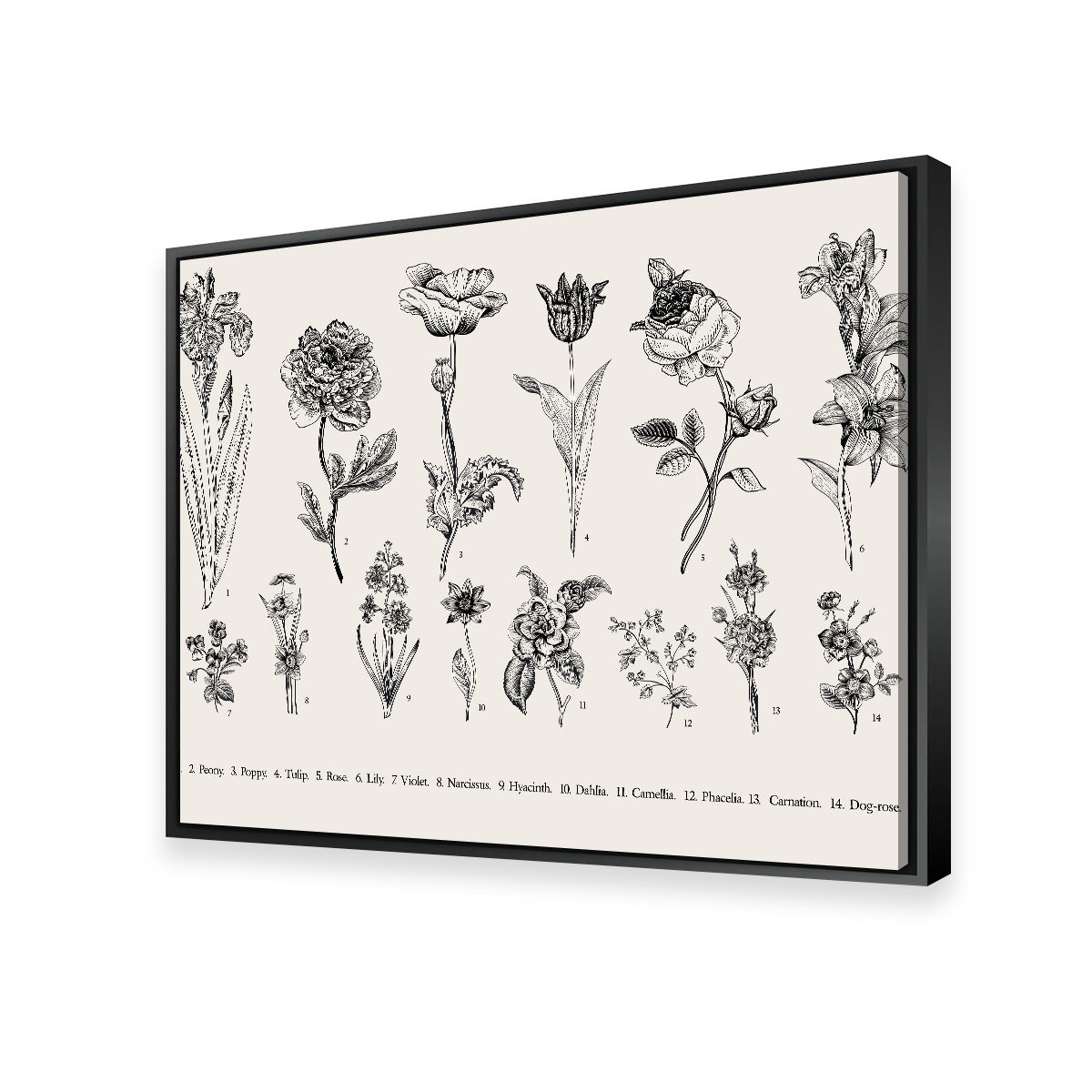 Botany Set Vintage Flowers Wall Art