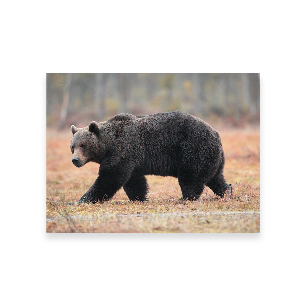 Brown Bear Wall Art