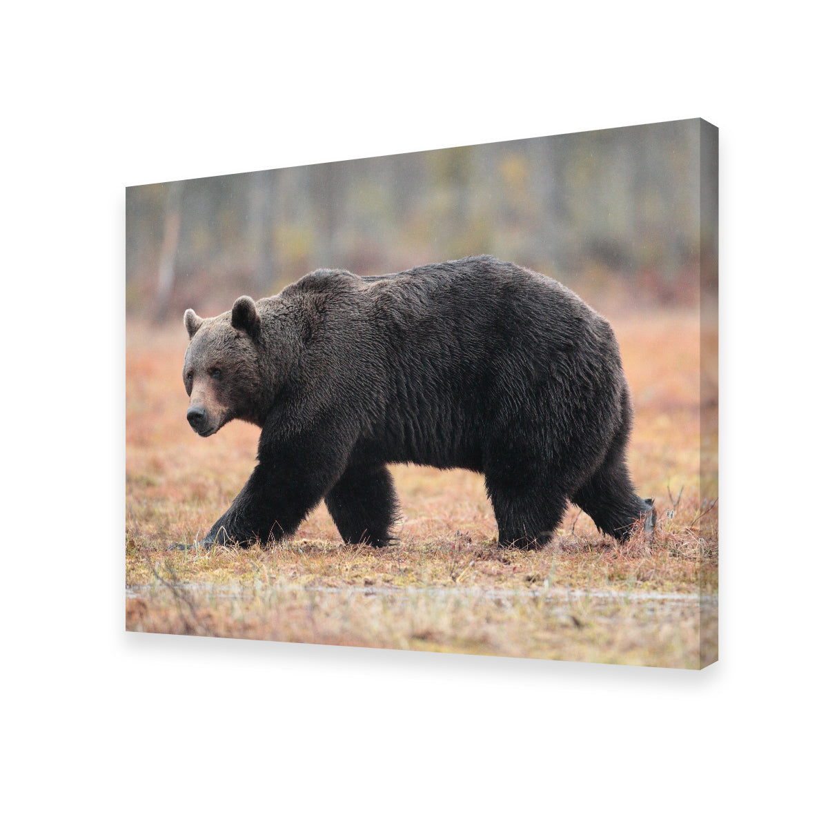 Brown Bear Wall Art