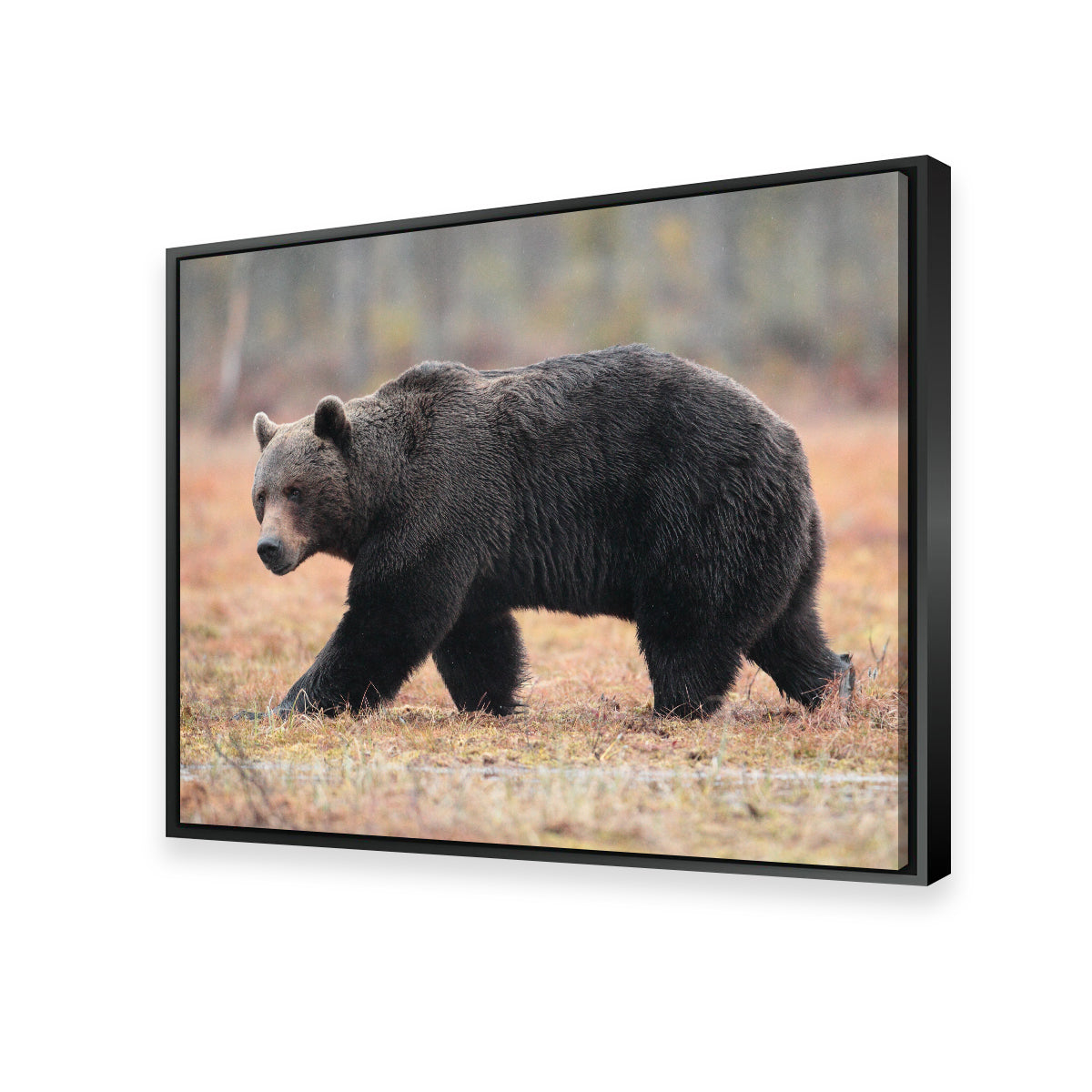 Brown Bear Wall Art