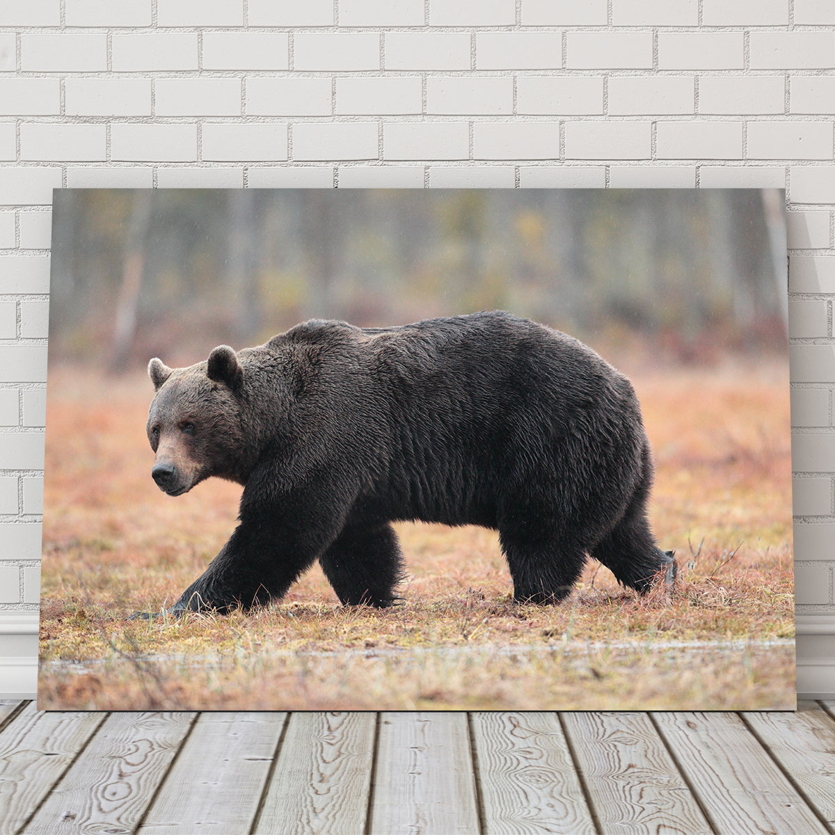 Brown Bear Wall Art